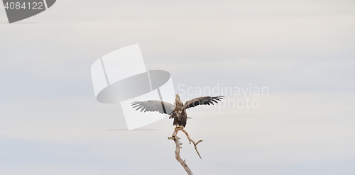 Image of White-tailed eagle wings spread. Eagle on tree. Bird of prey.