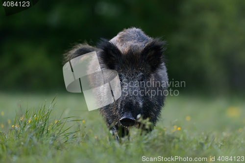 Image of wild boar 