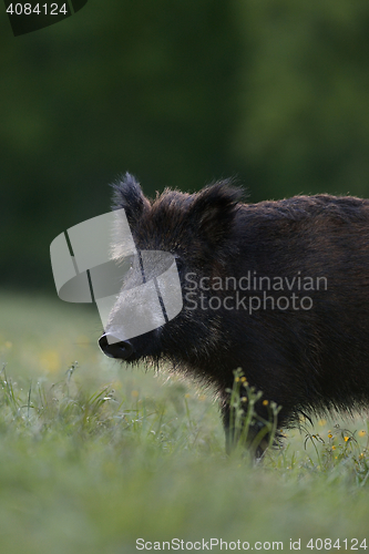 Image of wild boar portrait