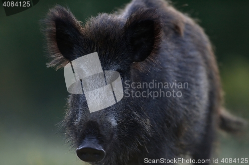 Image of wild boar portrait