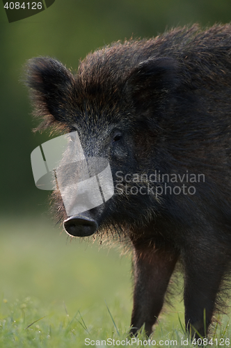 Image of wild boar face. wild boar portrait.