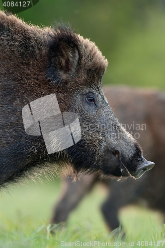 Image of wild boar portrait