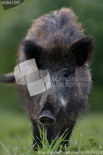 Image of wild boar portrait