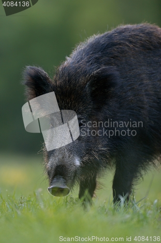 Image of wild boar portrait