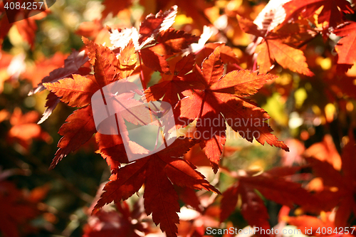 Image of Maple leaves close up