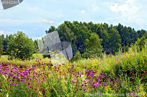 Image of Summer forest