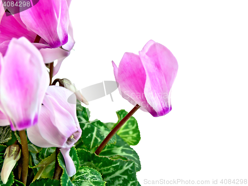 Image of Cyclamen pink with green leaves