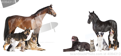 Image of Pferde und Hunde Collage