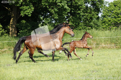 Image of Fohlen trabt mit Stuten