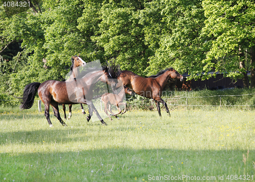 Image of Pferde spielen auf Weide