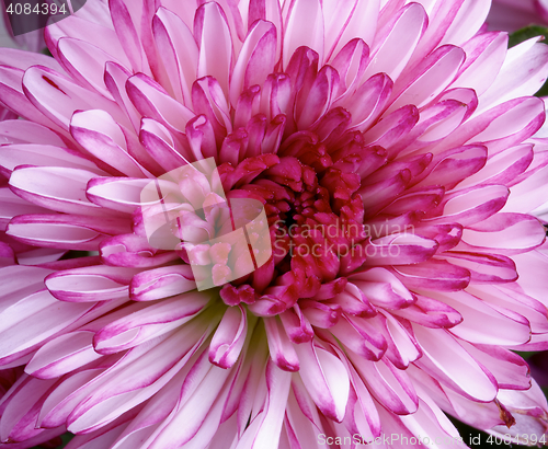 Image of Pink Chrysanthemum Background