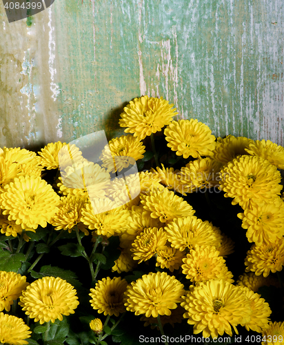 Image of Yellow Chrysanthemum Frame