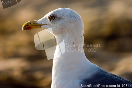 Image of Seagull on the beach