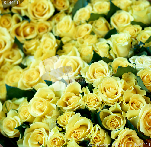 Image of Yellow Roses Background