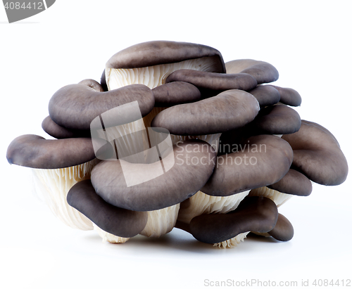 Image of Raw Oyster Mushrooms