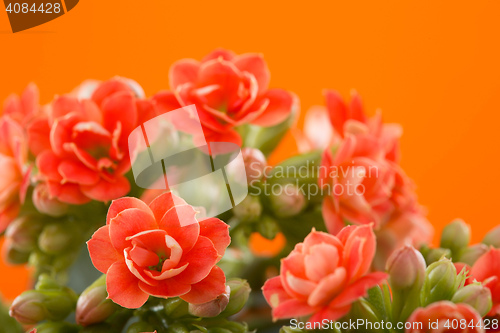 Image of  flowers of Kalanchoe. on a orange background.