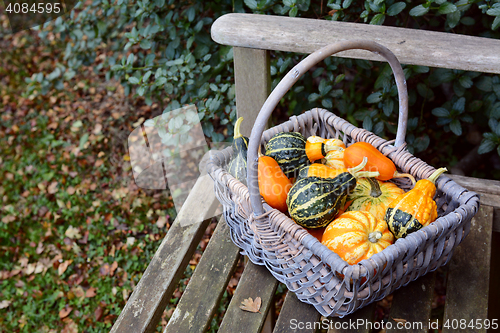 Image of Variety of brightly coloured ornamental gourds