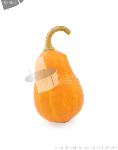 Image of Pear-shaped orange ornamental pumpkin