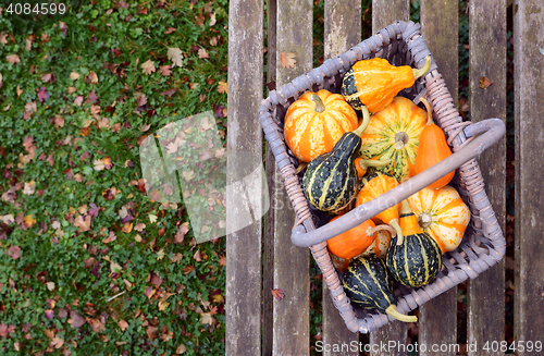 Image of Orange, green and yellow ornamental gourds in a basket