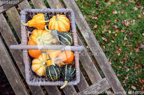 Image of Basket full of small ornamental pumpkins on a bench