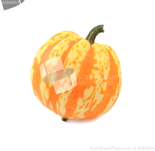 Image of Festival squash with orange and yellow stripes