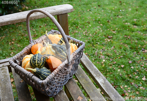 Image of Rustic basket filled with a selection of ornamental gourds