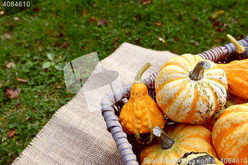 Image of Boldly coloured and patterned gourds in a basket