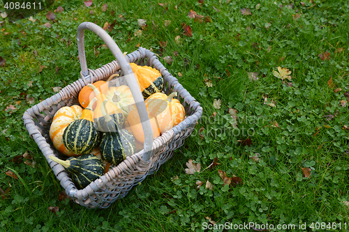Image of Basket full of attractive ornamental squash