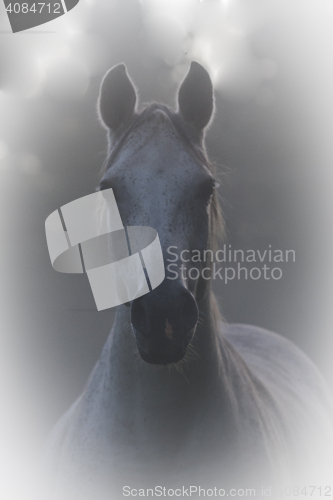 Image of grey horse