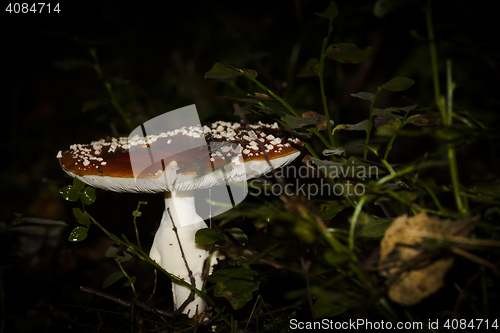 Image of fly agaric