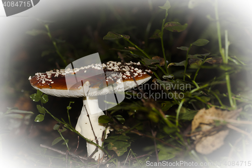 Image of amanita muscaria