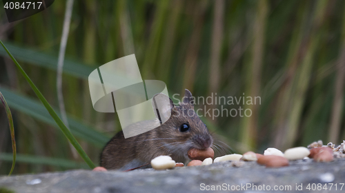 Image of garden mouse