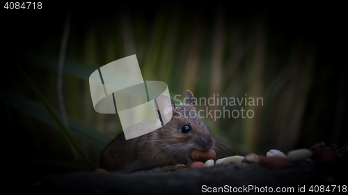 Image of a mouse in the dark