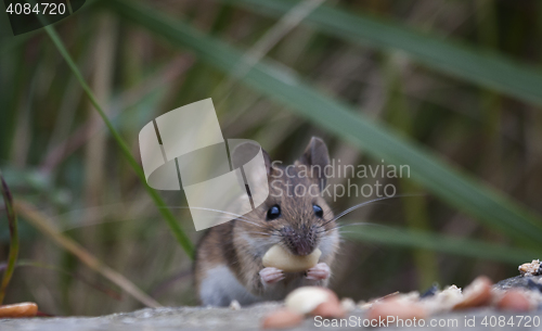 Image of garden mouse