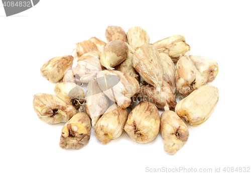 Image of Pile of freesia bulbs