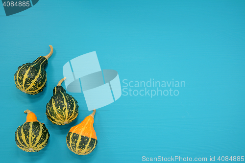 Image of Green and yellow ornamental gourds on bright blue background