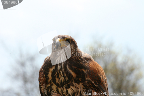 Image of Buzzard  (Buteo) 