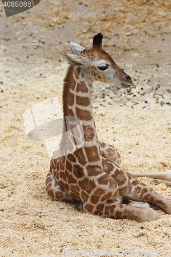 Image of Giraffe (Giraffa camelopardalis)  