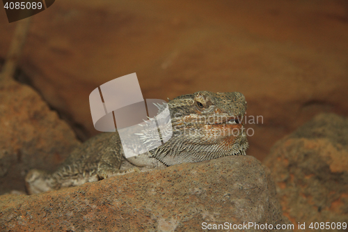 Image of Bearded Dragon   (Pogona vitticeps) 