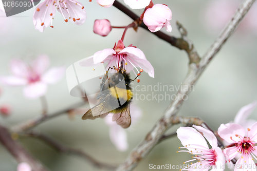 Image of bumblebee  (Bombus) 