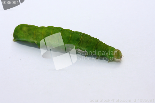 Image of green caterpillar 