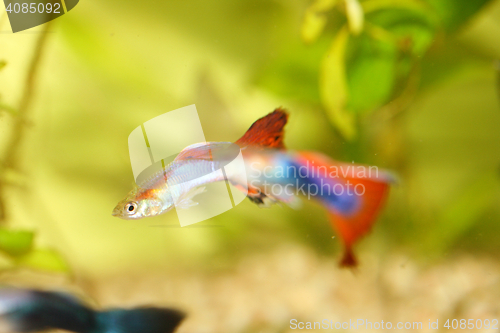 Image of Guppy   (Poecilia reticulata) 