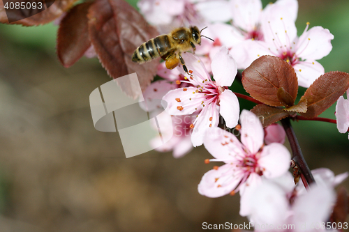 Image of Pink flower 