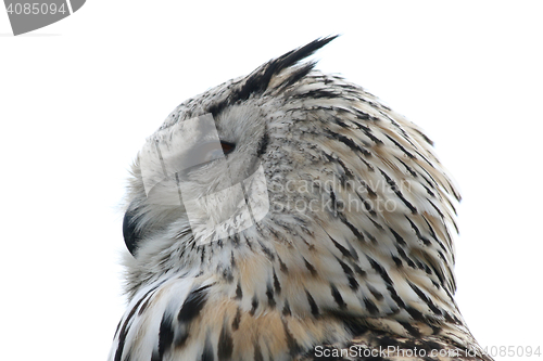 Image of owl  (Strigiformes)  