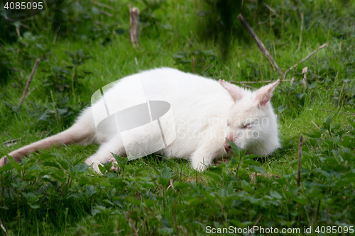 Image of white Kangaroo 