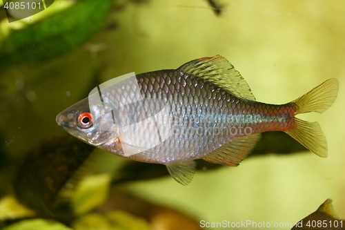 Image of Fish cyprinidae  (Rhodeus amarus) 