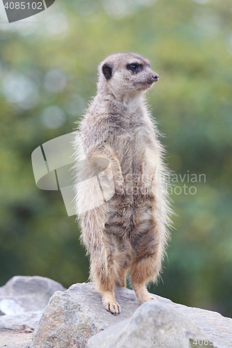 Image of Meerkat   (Suricata suricatta) 