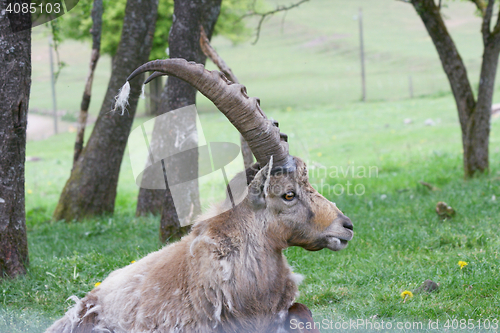 Image of Capricorn     (Capra ibex) 