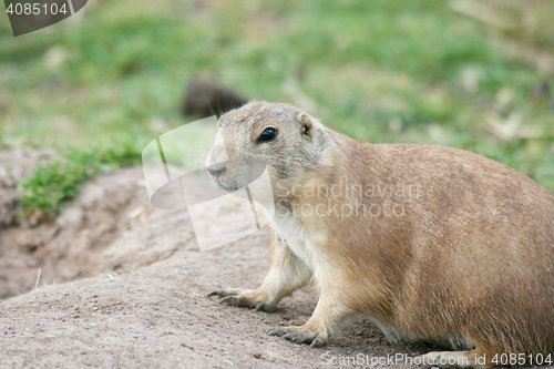 Image of Prairie dog  (Cynomys)  