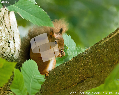 Image of Red Squirrel in Tree